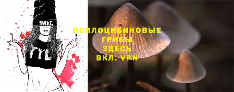 Псилоцибиновые грибы Cubensis  Красавино 